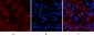 TNF-α Polyclonal Antibody